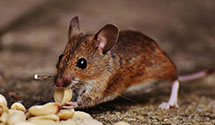 24 Hour & Emergency Exterminators in Ocean Springs, MS